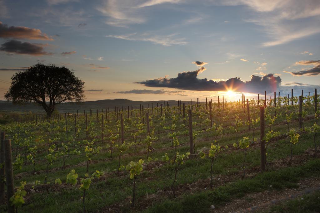 Agriturismo Poggio Al Sasso Blera 外观 照片